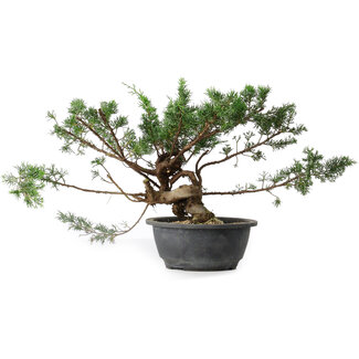 Juniperus chinensis, 25 cm, ± 18 anni Juniperus chinensis, 25 cm, ± 18 anni