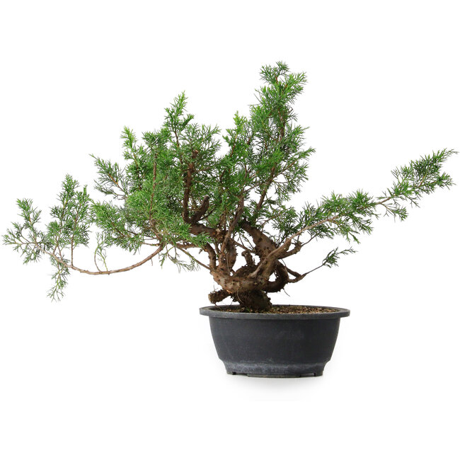 Juniperus chinensis, 33,5 cm, ± 18 Jahre alt