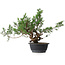 Juniperus chinensis, 33,5 cm, ± 18 ans