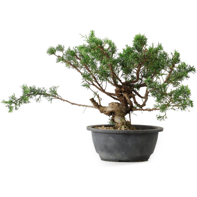 Juniperus chinensis, 25 cm, ± 18 ans