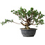 Juniperus chinensis, 25 cm, ± 18 Jahre alt