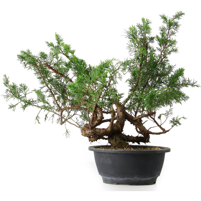 Juniperus chinensis, 33,5 cm, ± 18 jaar oud
