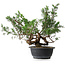 Juniperus chinensis, 33,5 cm, ± 18 ans