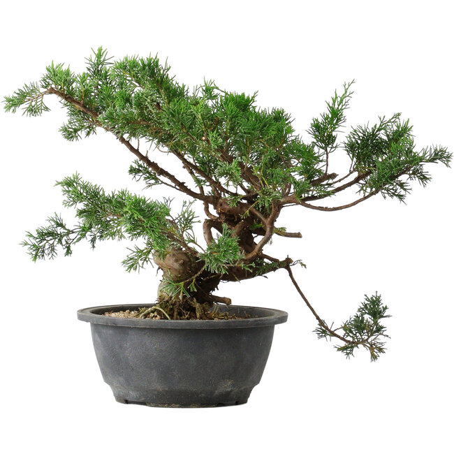 Juniperus chinensis, 25 cm, ± 18 Jahre alt