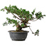 Juniperus chinensis, 25 cm, ± 18 anni