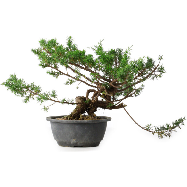 Juniperus chinensis, 25 cm, ± 18 Jahre alt