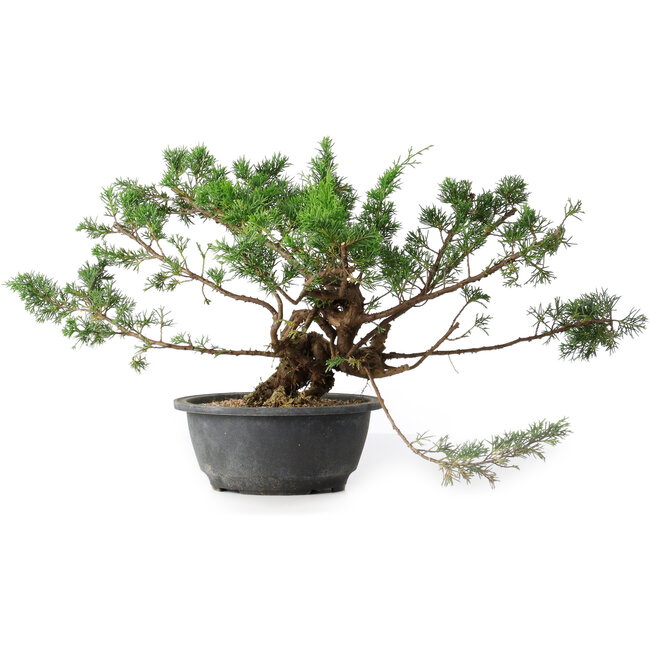 Juniperus chinensis, 25 cm, ± 18 Jahre alt