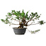 Juniperus chinensis, 25 cm, ± 18 ans