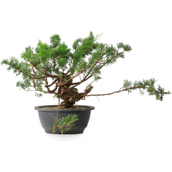 Juniperus chinensis, 25 cm, ± 18 anni