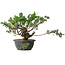 Juniperus chinensis, 25 cm, ± 18 ans