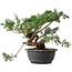 Juniperus chinensis, 25 cm, ± 18 jaar oud