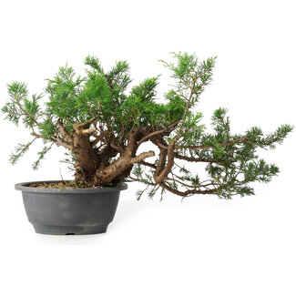 Juniperus chinensis, 21 cm, ± 18 jaar oud
