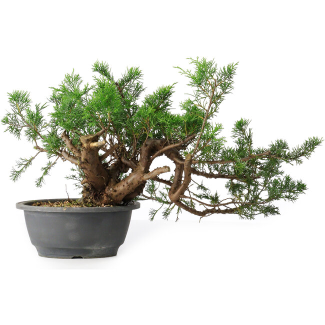 Juniperus chinensis, 21 cm, ± 18 ans