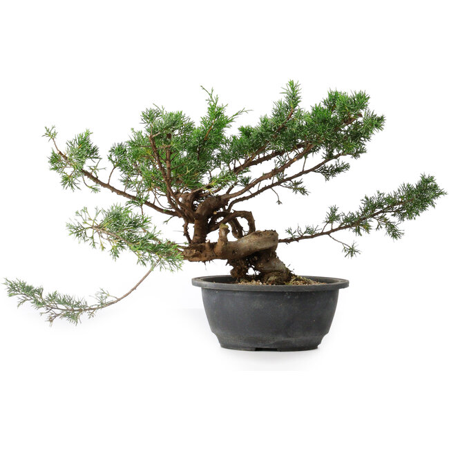 Juniperus chinensis, 25 cm, ± 18 ans