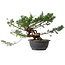 Juniperus chinensis, 25 cm, ± 18 ans