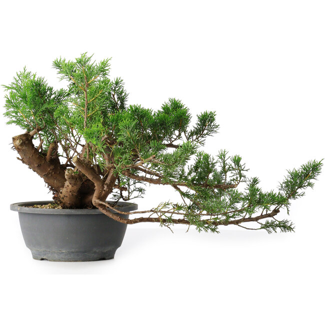 Juniperus chinensis, 21 cm, ± 18 years old