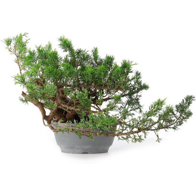 Juniperus chinensis, 21 cm, ± 18 anni