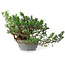Juniperus chinensis, 21 cm, ± 18 ans