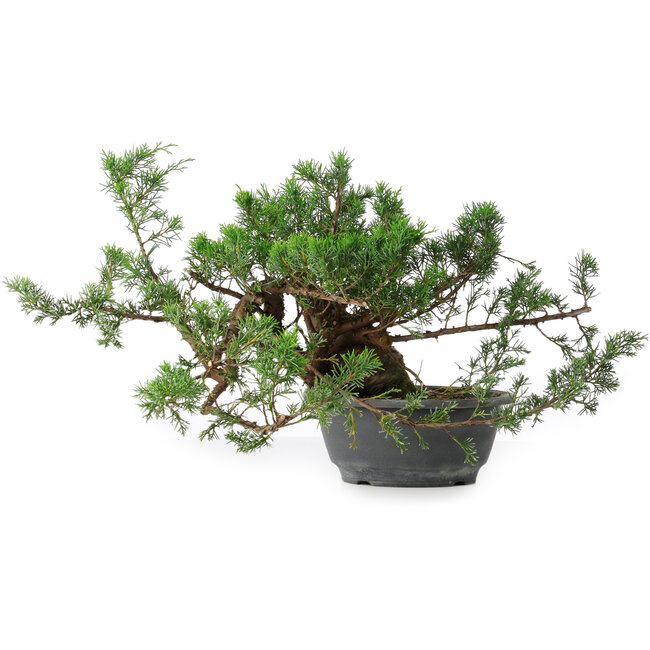 Juniperus chinensis, 21 cm, ± 18 anni