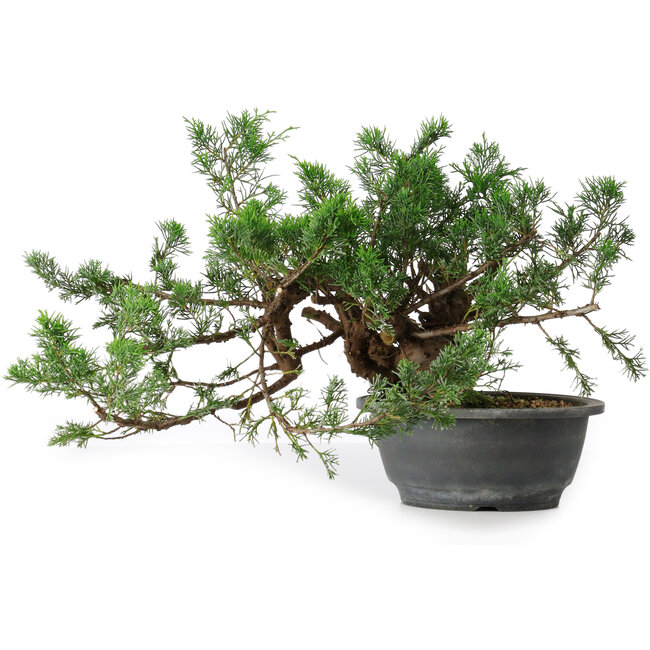 Juniperus chinensis, 21 cm, ± 18 years old