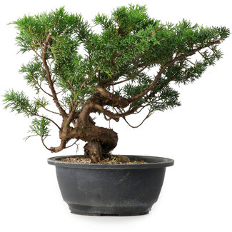 Juniperus chinensis, 25 cm, ± 18 anni Juniperus chinensis, 25 cm, ± 18 anni