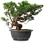 Juniperus chinensis, 25 cm, ± 18 ans