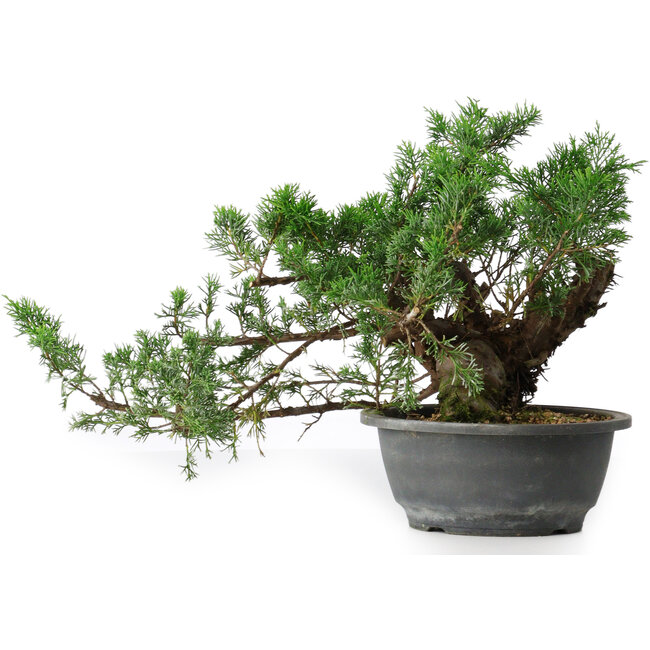 Juniperus chinensis, 21 cm, ± 18 años