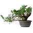 Juniperus chinensis, 21 cm, ± 18 ans