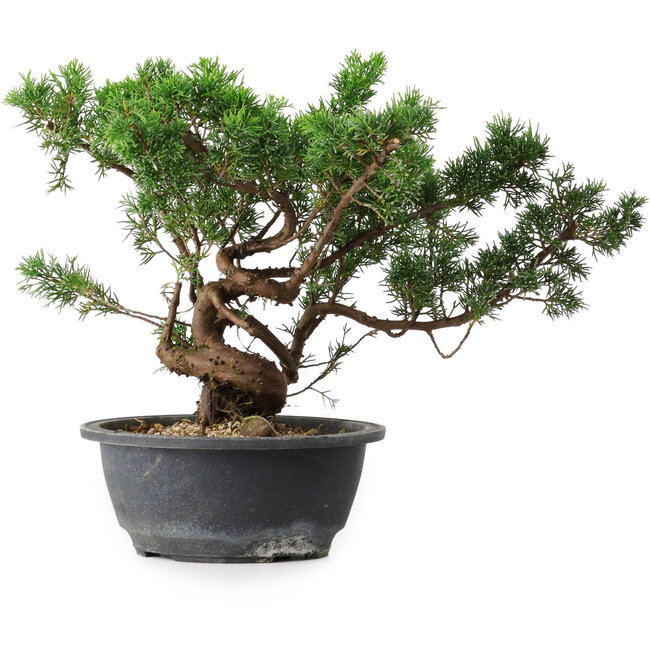 Juniperus chinensis, 25 cm, ± 18 anni