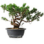 Juniperus chinensis, 25 cm, ± 18 ans