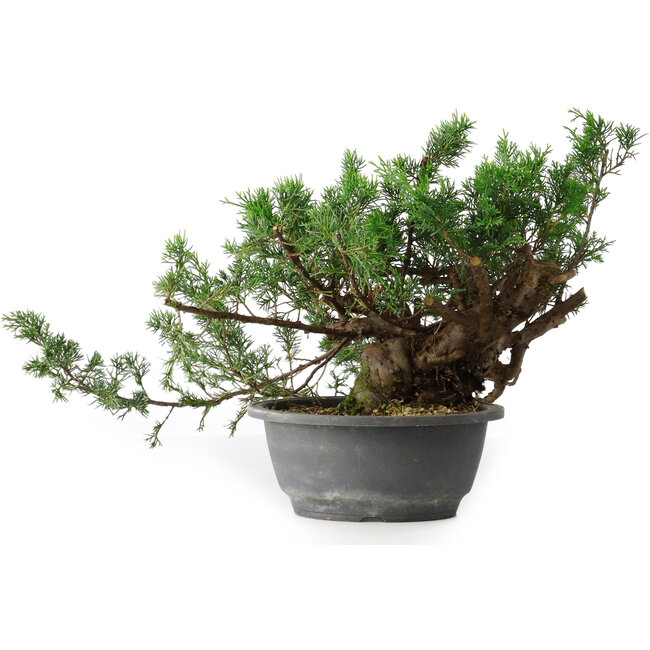 Juniperus chinensis, 21 cm, ± 18 years old