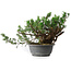 Juniperus chinensis, 21 cm, ± 18 ans