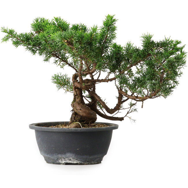 Juniperus chinensis, 25 cm, ± 18 jaar oud