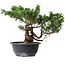 Juniperus chinensis, 25 cm, ± 18 anni