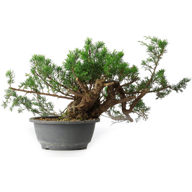 Juniperus chinensis, 21 cm, ± 18 ans