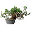 Juniperus chinensis, 21 cm, ± 18 ans