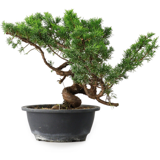 Juniperus chinensis, 25 cm, ± 18 years old