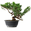 Juniperus chinensis, 25 cm, ± 18 anni