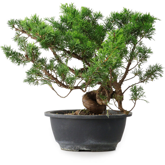 Juniperus chinensis, 25 cm, ± 18 years old