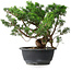 Juniperus chinensis, 25 cm, ± 18 jaar oud