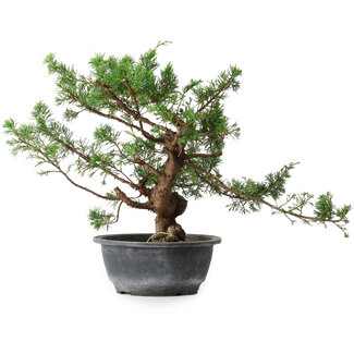 Juniperus chinensis, 30,5 cm, ± 18 anni Juniperus chinensis, 30,5 cm, ± 18 anni