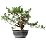 Juniperus chinensis, 30,5 cm, ± 18 ans