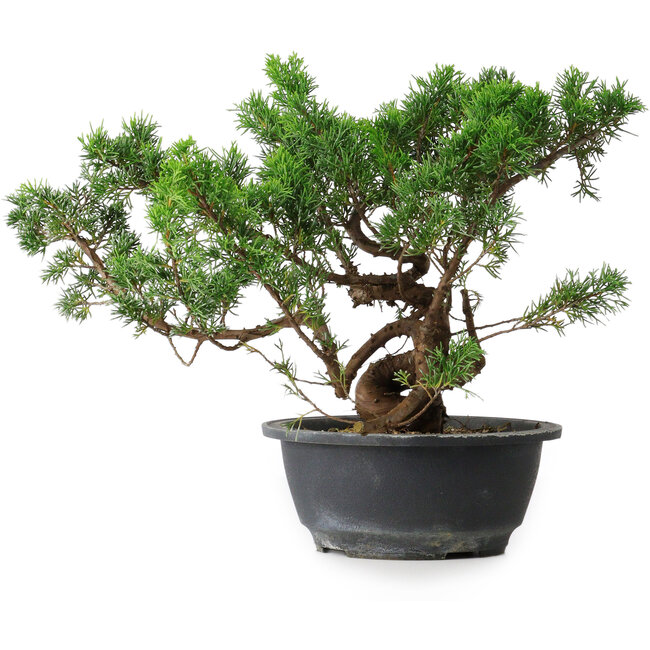 Juniperus chinensis, 25 cm, ± 18 Jahre alt