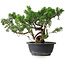 Juniperus chinensis, 25 cm, ± 18 ans