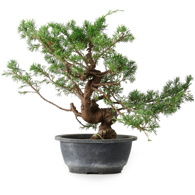 Juniperus chinensis, 30,5 cm, ± 18 Jahre alt