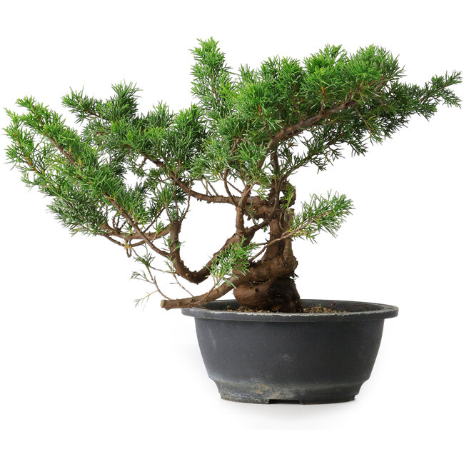 Juniperus chinensis, 25 cm, ± 18 anni
