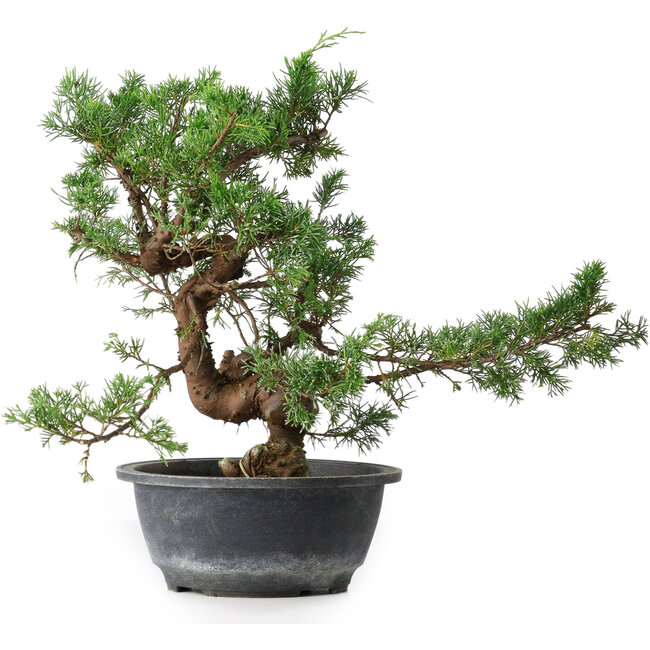 Juniperus chinensis, 30,5 cm, ± 18 jaar oud