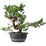 Juniperus chinensis, 30,5 cm, ± 18 ans