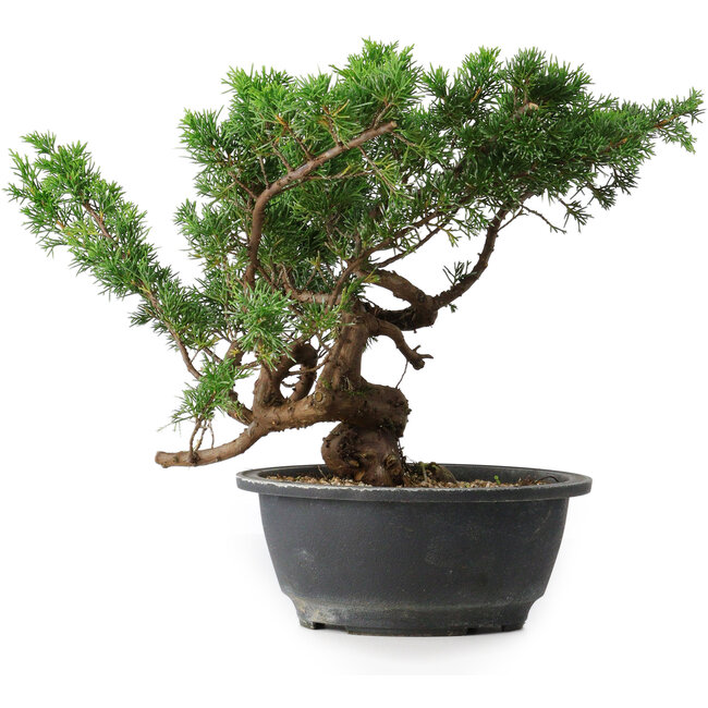Juniperus chinensis, 25 cm, ± 18 anni
