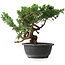 Juniperus chinensis, 25 cm, ± 18 ans